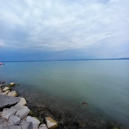 Black Swan Panorama * シオーフォク